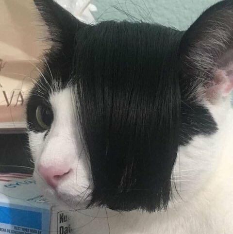 Chairman Meow's Existential Crisis